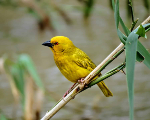 For The Birds