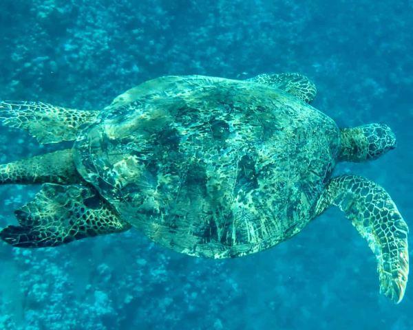 Turtles and Whales