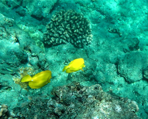 Under The Sea