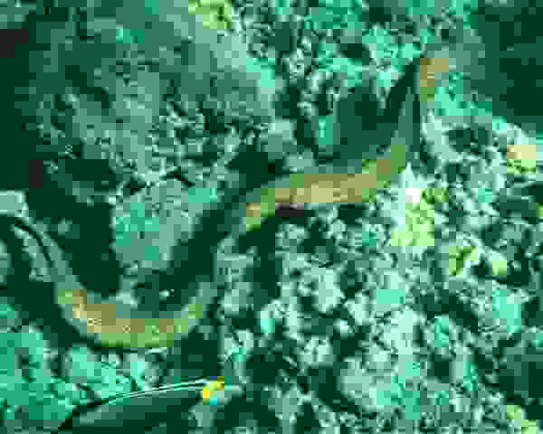 P2020483