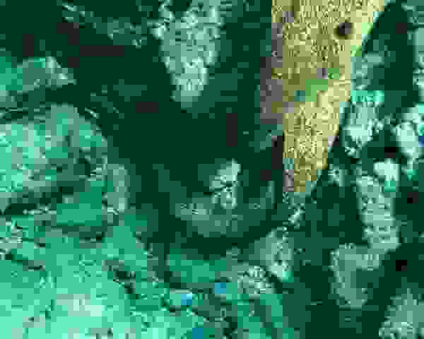 P2020484
