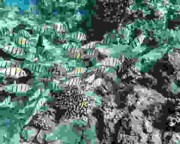 P2020506