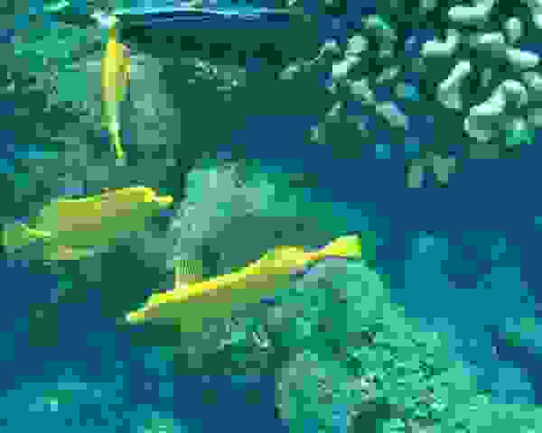 P2020514