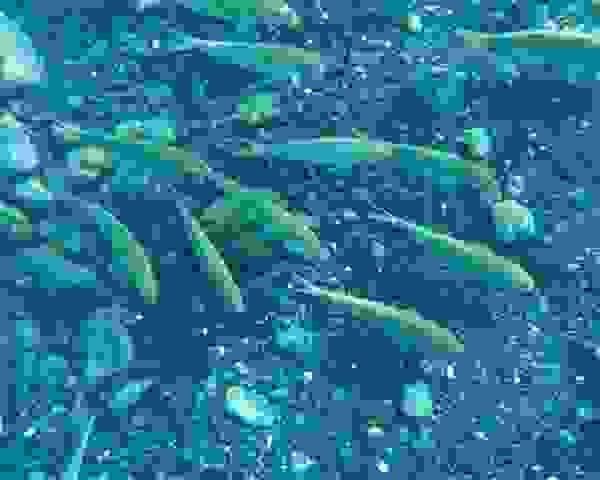 P2020531