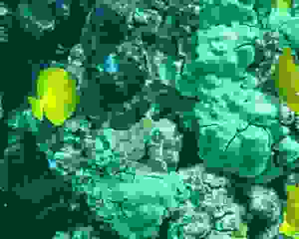 P2020575